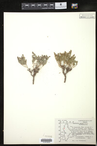 Image of Euphorbia astyla