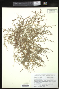 Euphorbia jejuna image
