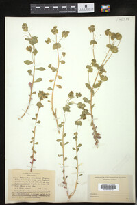 Euphorbia leptocera image