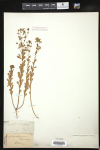 Euphorbia spathulata image