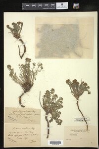 Euphorbia gerardiana image