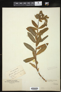 Euphorbia hyberna image