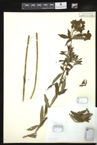 Euphorbia khasyana image