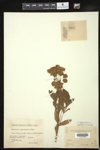 Euphorbia mandshurica image