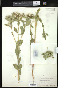 Euphorbia marginata image