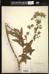 Euphorbia nicaeensis image