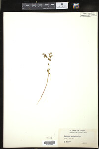 Euphorbia spathulata image