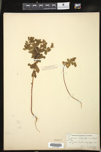 Euphorbia spathulata image