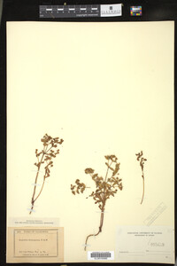 Euphorbia spathulata image