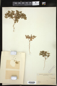 Euphorbia spathulata image