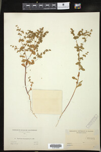 Euphorbia spathulata image