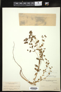 Euphorbia spathulata image