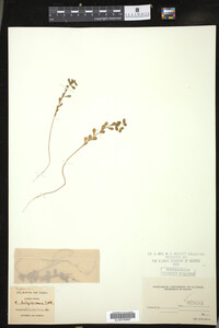 Euphorbia spathulata image