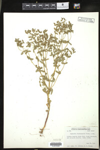 Euphorbia spathulata image
