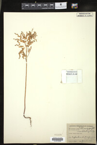 Euphorbia spathulata image