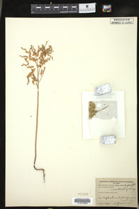 Euphorbia spathulata image