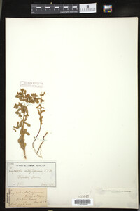 Euphorbia spathulata image