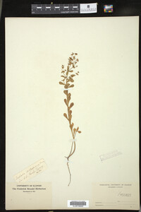 Euphorbia spathulata image