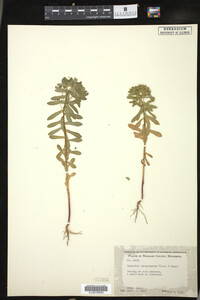 Euphorbia spathulata image