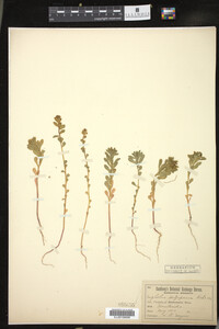 Euphorbia spathulata image