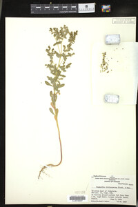 Euphorbia spathulata image