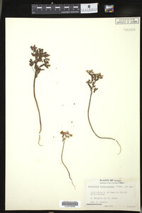 Euphorbia spathulata image