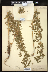 Euphorbia spathulata image