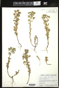 Euphorbia spathulata image