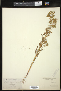 Euphorbia spathulata image