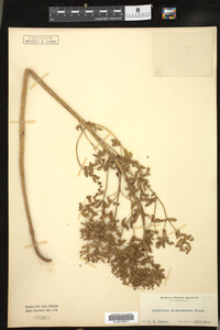 Euphorbia spathulata image