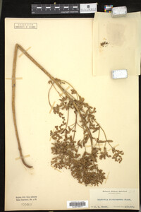 Euphorbia spathulata image