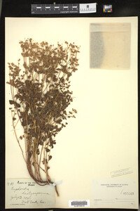 Euphorbia spathulata image