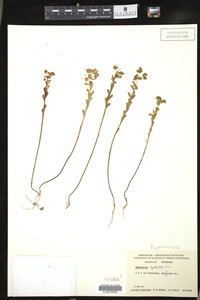 Euphorbia spathulata image