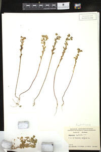 Euphorbia spathulata image