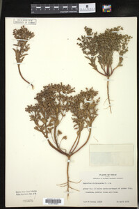 Euphorbia spathulata image