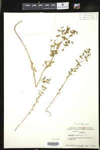 Euphorbia spathulata image