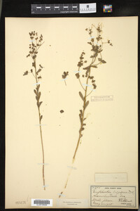 Euphorbia spathulata image