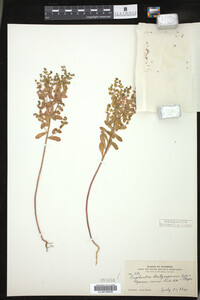 Euphorbia spathulata image