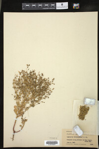 Euphorbia spathulata image