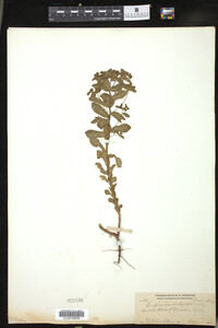 Euphorbia spathulata image