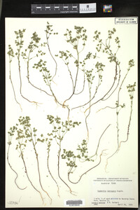 Euphorbia tetrapora image