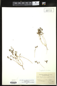 Euphorbia serpyllifolia image
