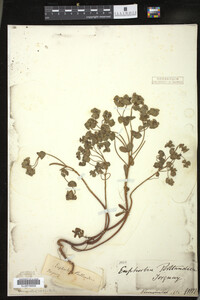 Euphorbia portlandica image