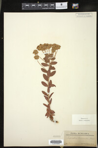 Euphorbia pannonica image