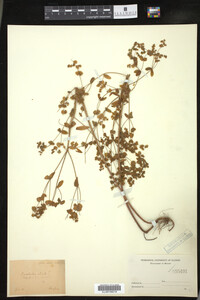 Euphorbia stricta image