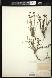 Euphorbia sturii image