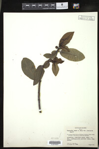 Euphorbia remyi image