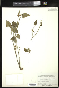 Euphorbia tovarensis image