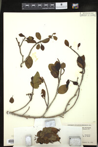 Image Associated With the Occurrence