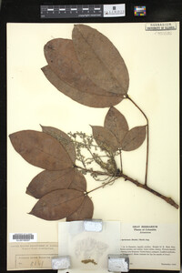 Image Associated With the Occurrence